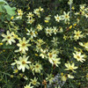 Coreopsis verticillata 'Moonbeam' - Threadlef Coreopsis 'Moonbeam' - favorite sunny border perennial