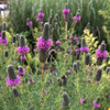 Purple Prairie Clover - Dalea purpurea - good pollinator plant that offers pollen and nectar for bees, native bees, butterflies, moths and other insects