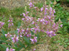 Desmodium canadense - Showy Tick Trefoil - very good native plant for pollinators, butterflies, songbirds, seed feed small mammals