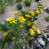 Engelmannia peristenia - Engelmann's Daisy - great native perennial for drier or drained soils, deer and rabbit resistant plant