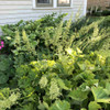 Heuchera villosa var. macrorrhiza  - adaptable ground covering perennial for sun or dry shade, hummingbird and bee plant ©US Perennials