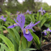 Dwarf Crested Iris - Iris cristata - deer resistant perennial for shaded woodland garden