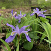 Iris cristata - Dwarf Crested Iris - ground covering native woodland perennial, that attracts pollinators in spring