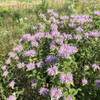 Wild Bergamot - Monarda fistulosa - true pollinator magnet