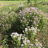 Wild Bergamot - Monarda fistulosa - easy to grow perennial for hummingbird, butterflies and bees