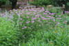 Monarda fistulosa 'Claire Grace' - Wild Bergamot 'Claire Grace' - nativar with good drought and powder mildew resistance and excellent butterfly and moth support