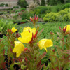 Oenothera pilosella 'Yella Fella' - Evening Primrose (Prairie Sundrops) 'Yella Fella - easy to grow perennial with large flowers, red buds and red fall foliage