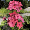 Tall Phlox 'Coral Creme Drop' - Phlox paniculata 'Coral Creme Drop' - powdery mildew resistant perennials