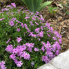 Moss Phlox 'Fort Hill' - pollinator friendly spring perennial for edges and fronts ⒸUS Perennials