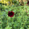 Potentilla thurberi - Scarlet Cinquefoil - native to mountains of Arizona and New Mexico, hardy perennial with high value for native bees