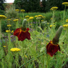 Red Mexican Hat - Ratibida columnifera f. pulcherima 'Red Midget' - drought and heat perennial for sunny garden