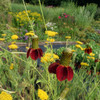 Red Mexican Hat - Ratibida columnifera f. pulcherima 'Red Midget' - perennial for drier, drained, rocky or sandy soils