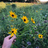 Rudbeckia subtomentosa - Sweet Coneflower is hardy and reliable perennial, here used as native wildflower in prairie style planting, Monroe County, Indiana