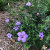 Wild Petunia - Ruellia humilis - tough, adaptable and very showy native perennial