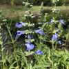Blue Sage - Salvia azurea - wildflower supporting native bees and butterflies, better in naturalistic plantings than in conventional flower bed