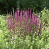 Salvia nemorosa 'Caradonna' - Meadow Sage 'Caradonna' is perennial with tightly upright stems, here it starts blooming