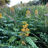 Senna hebecarpa - Wild Senna - native wildflower fits well into prairie, woodland edge, but also looks good in perennial border