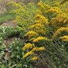 Gray Goldenrod (Old Field Goldenrod) - Solidago nemoralis - useful perennial that can thrive in places where not many plants can grow (poor, shallow and dry soils)