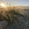 Sporobolus heterolepis - Prairie Dropseed - sun loving perennial