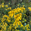 Verbesina alternifolia - Wingstem - easy to grow perennial and great pollinator plant for bees, bumblebees, skippers and butterflies