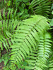 Glade Fern - native fern tolerant to deep shade and some droughts ©asherhiggins91