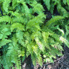 Christmas Fern - Polystichum acrostichoides - native clump forming fern