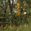 Coreopsis tripteris - Tall Coreopsis - wildflower tolerant to deer and many soils
