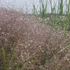Purple Lovegrass - Eragrostis spectabilis - charming native grass for poorer, sandy or rocky soils