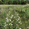 Foxglove Beardtongue - Penstemon digitalis - hummingbird and bumblebee plant, deer resistant perennial for border or natural plantings