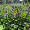 Anise Hyssop - Agastache foeniculum - deer tolerant native perennial that attracts many pollinators and hummingbirds