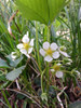 Virginia Strawberry - Fragaria virginiana -  native wildflower and perennial with edible fruits