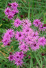 Narrow-leaf Ironweed 'Plum Peachy' - perennial with ornamental and colorful leaves and large clusters of purple flowers. Picture copyright : Chicago Botanical Garden