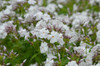 Phlox 'Minnie Pearl' - early flowering, medium sized perennial, that is disease free