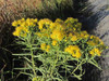 Euthamia graminifolia (Solidago) - great pollinator and butterfly plant, but can be aggressive spreader on moist soils in full sun.