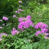 Phlox paniculata - wild form, south central Indiana genotype prefers some shade during the day