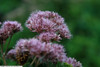 Eupatorium 'Little Joe' (Eutrochium)  - reliable low-maintenance perennial that will attract butterflies, bees and birds to your garden