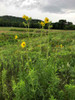 Silphium laciniatum - Compass Plants - native wildflower with great support of pollinators, birds and some butterflies