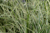 Japanese Sedge 'Ice Dance' - reliable evergreen groundcover for half shade or shade garden