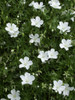 Geranium sanquineum 'Album' - excellent filler and groundcover perennial