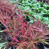 Lance-leaved Loosestrife 'Purpurea' - tough and adaptable perennial with great summer and fall foliage color