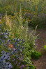 Salvia staminea in dry sandy flower bed with Eryngium, Lavandula, Anthemis and Allium. ©Peter Korn