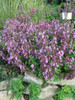 Wall Germander - Teucrium chamaedrys in full bloom, tough and groundcovering perennial