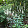 Culver's Root - Veronicastrum 'Diane' - perennial that goes well with tall phloxes, daylilies or even hosta