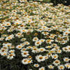 Shasta Daisy - Leucanthemum 'Becky' - tough and easy to grow perennial for sunny border ©Walter's Gardens