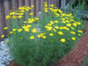 Coreopsis verticillata 'Golden Showers' aka 'Grandiflora - superior, tough and long-lived perennial for any soil in the sun