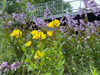 Evening Primrose 'Fireworks' with Beardtongue 'Pocahontas' - nice perennial combo ©Austin Eischeid Garden Design