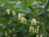 Great Solomon's Seal - adaptable shape perennial, good hosta combination ©Eric Hunt