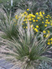 Stipa tenuissima - easy to grow, trouble free grass for drier and well drained soils. Can be grown as annual ©US Perennials