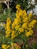 Solidago speciosa - Showy Goldenrod - native perennial with typical narrow plumes in late summer ©Leonardo Dasilva