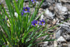 Blue-Eyed Grass - smaller filling perennial for sunny bed, pollinator garden or rock garden ©Aaron Carlson